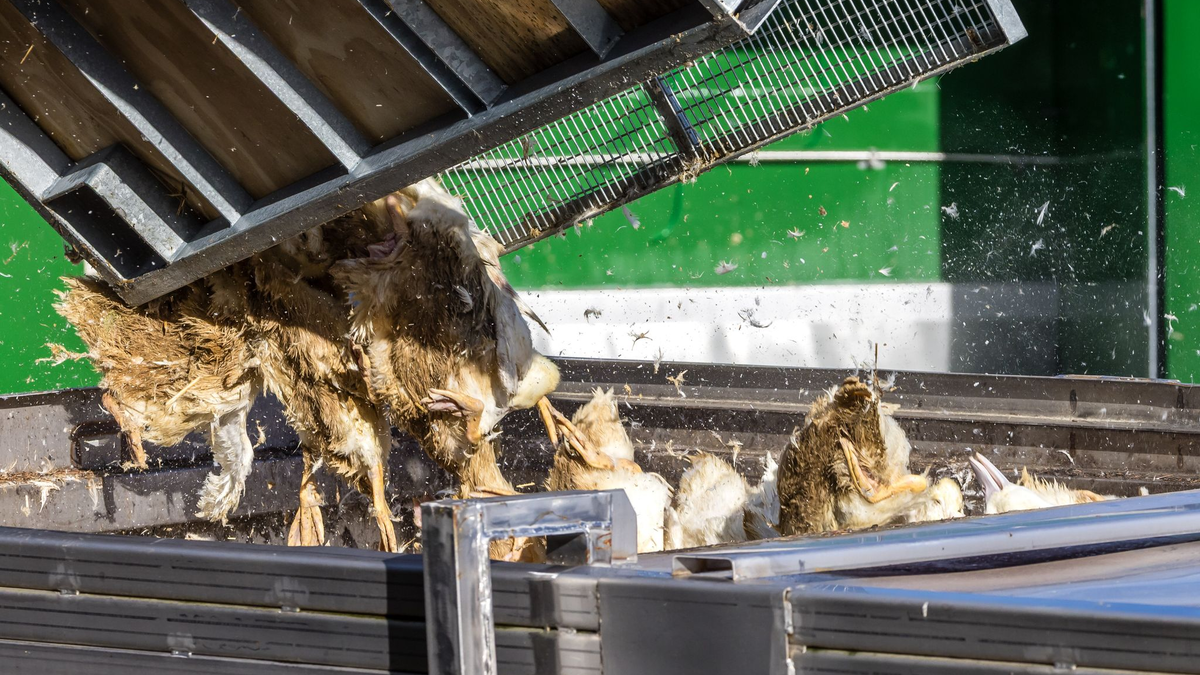 Forderungen nach einem bundesweiten Aufstallungsgebot werden lauter.  - Foto: Frank Hammerschmidt/dpa