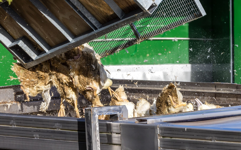 Forderungen nach einem bundesweiten Aufstallungsgebot werden lauter. - Foto: Frank Hammerschmidt/dpa Forderungen nach einem bundesweiten Aufstallungsgebot werden lauter. - Foto: Frank Hammerschmidt/dpa