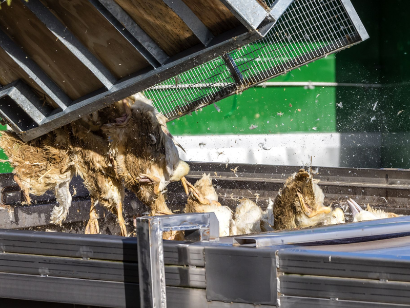 Forderungen nach einem bundesweiten Aufstallungsgebot werden lauter.  - Foto: Frank Hammerschmidt/dpa