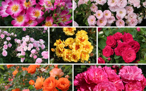 ADR-Rosen 2025: Acht Sorten erhalten das begehrte Gütezeichen - Foto: presseportal.de