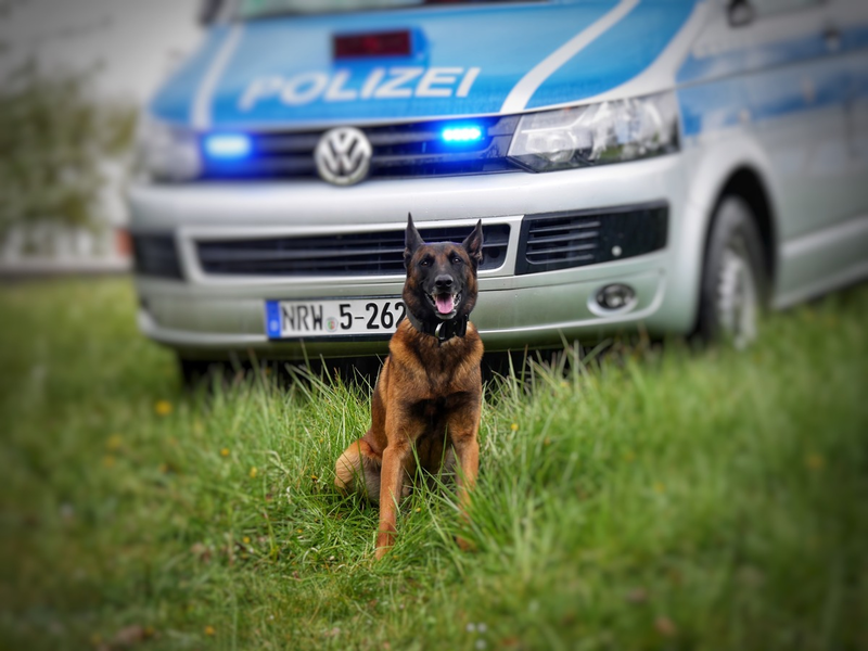 Zum World Happiness Day 2026: Kino macht glücklich / Neue Odeon Cinemas Group-Studie mit Polar zeigt, dass Kino uns intensiver fühlen lässt - Foto: presseportal.de