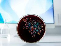 Darmmikrobiom: Der Schlüssel zu längerem Leben - Foto: über boerse-global.de