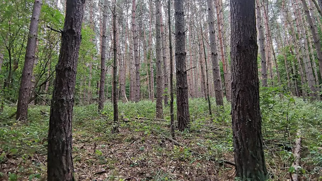 Wald (Archiv) - Bild: über dts Nachrichtenagentur