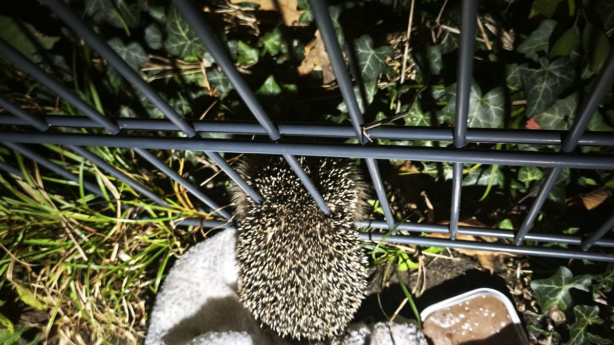 FW Celle: Feuerwehr befreit Igel - Foto: presseportal.de