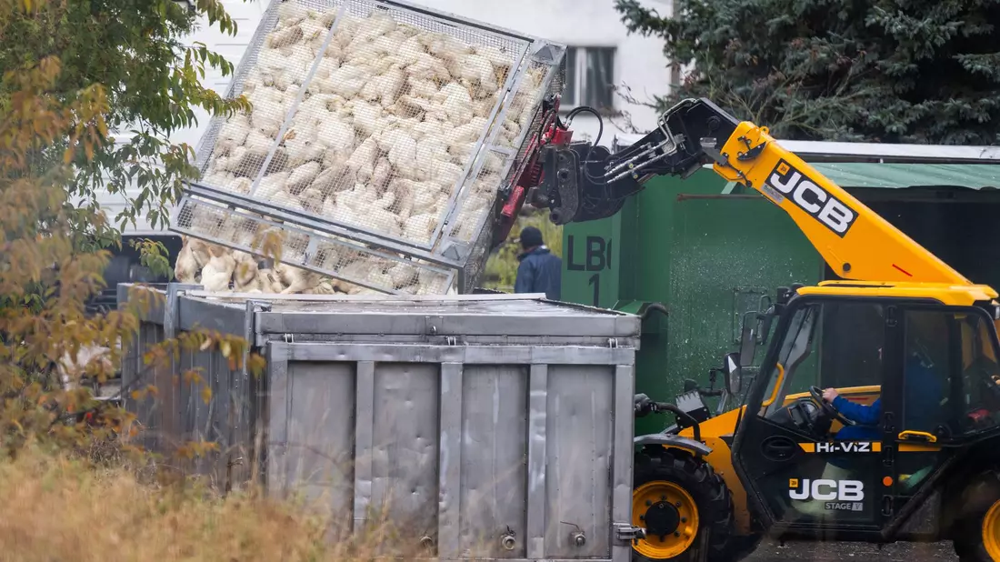 Unzählige Gänse und Enten mussten aufgrund des Vogelgrippe-Ausbruchs in Agrarbetrieben bereits getötet werden.  (Archivbild) - Bild: Christophe Gateau/dpa