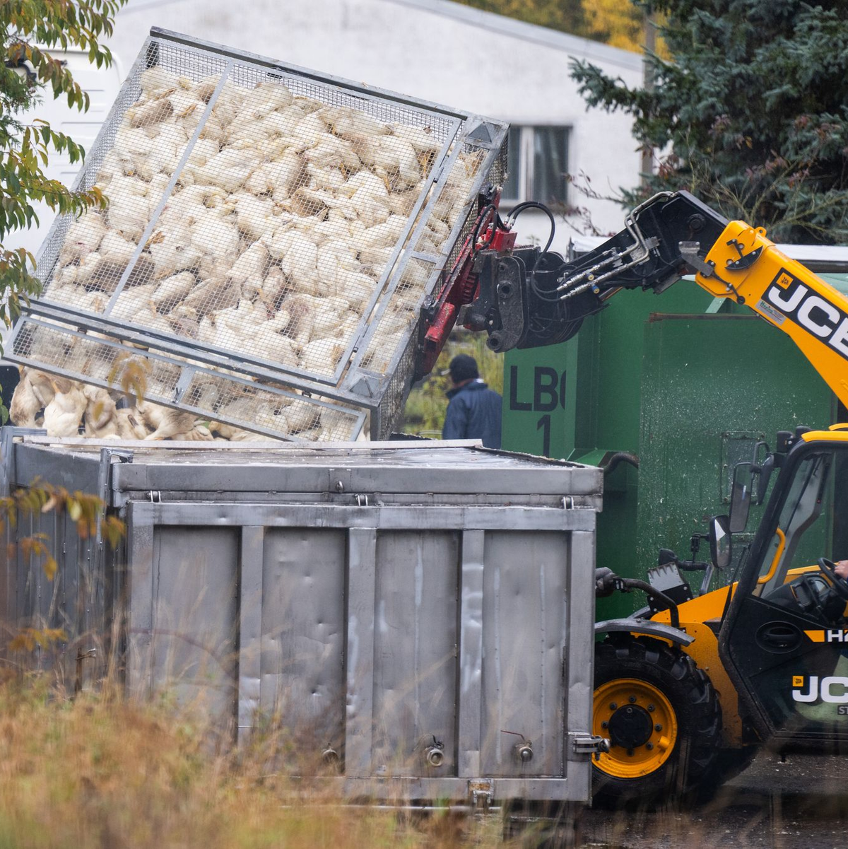 Unzählige Gänse und Enten mussten aufgrund des Vogelgrippe-Ausbruchs in Agrarbetrieben bereits getötet werden.  (Archivbild) - Foto: Christophe Gateau/dpa