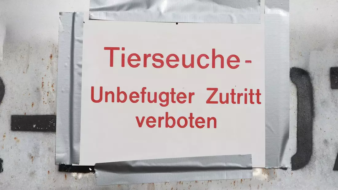 Die Geflügelpest versetzt Behörden und Landwirte in Alarmbereitschaft. (Archibbild) - Bild: Matthias Bein/dpa