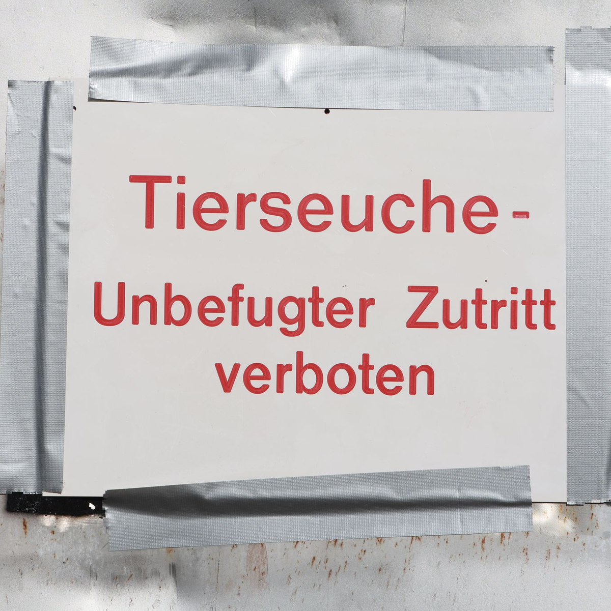 Die Geflügelpest versetzt Behörden und Landwirte in Alarmbereitschaft. (Archibbild) - Foto: Matthias Bein/dpa