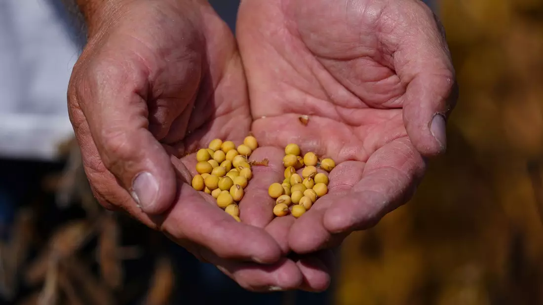 Sojabohnen-Farmer in den USA hatten die ausbleibenden Käufe aus China beklagt.  - Bild: Michael Conroy/AP/dpa