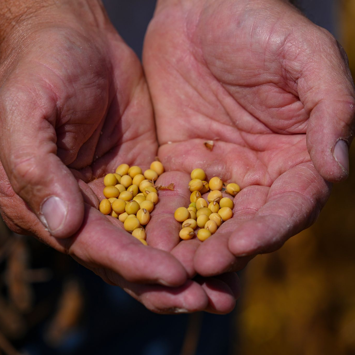 Sojabohnen-Farmer in den USA hatten die ausbleibenden Käufe aus China beklagt.  - Foto: Michael Conroy/AP/dpa