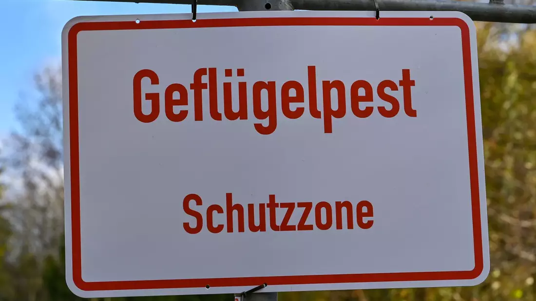 Nach Angaben des Friedrich-Loeffler-Instituts sind immer mehr Geflügelhaltungen in Deutschland von der Geflügelpest betroffen. In Betrieben in neun Bundesländern gab es bislang Seuchenausbrüche. (Symbolbild). - Bild: Patrick Pleul/dpa-Zentralbild/dpa