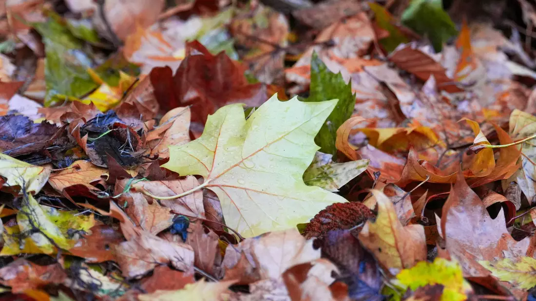 Der «Goldene Herbst» kam kaum zum Vorschein - die Sonne schien deutlich zu wenig.  - Bild: Soeren Stache/dpa