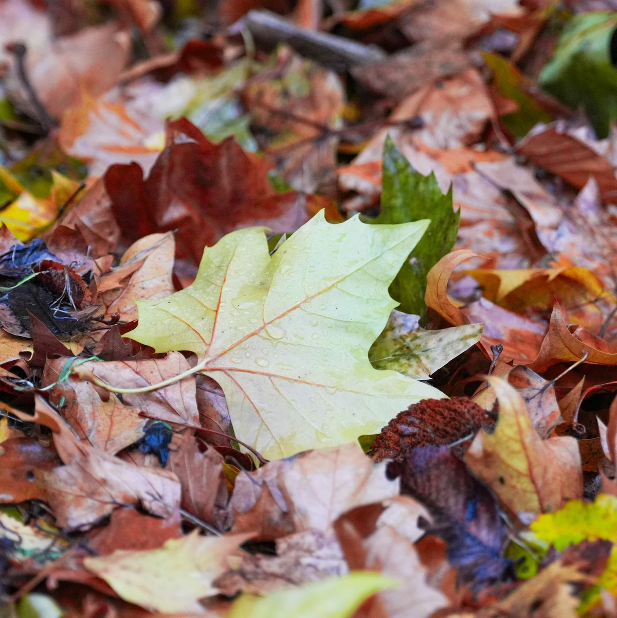 Der «Goldene Herbst» kam kaum zum Vorschein - die Sonne schien deutlich zu wenig.  - Foto: Soeren Stache/dpa