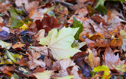 Der «Goldene Herbst» kam kaum zum Vorschein - die Sonne schien deutlich zu wenig.  - Foto: Soeren Stache/dpa