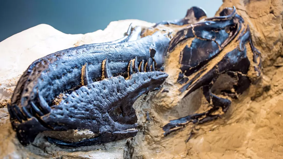 Bisher galten Fossilien von Nanotyrannus lancensis vielen Wissenschaftlern als eine jugendliche Form des T-Rex.  - Bild: NC Museum of Natural Sciences/Nature/dpa