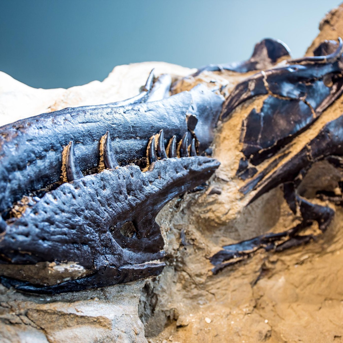 Bisher galten Fossilien von Nanotyrannus lancensis vielen Wissenschaftlern als eine jugendliche Form des T-Rex.  - Foto: NC Museum of Natural Sciences/Nature/dpa