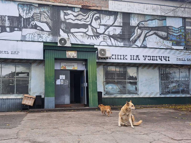 Bis heute gibt es in Tschernobyl eine Population von Straßenhunden.  - Foto: Andreas Stein/dpa