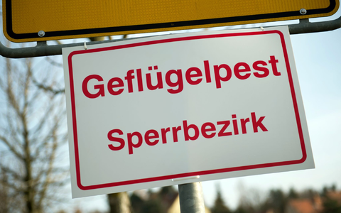 Das Friedrich-Loeffler-Institut für Tiergesundheit rechnet mit einem Andauern der Geflügelpest und einer Ausdehnung auch weiter nach Süden. (Illustration)   - Foto: Arno Burgi/dpa-Zentralbild/dpa