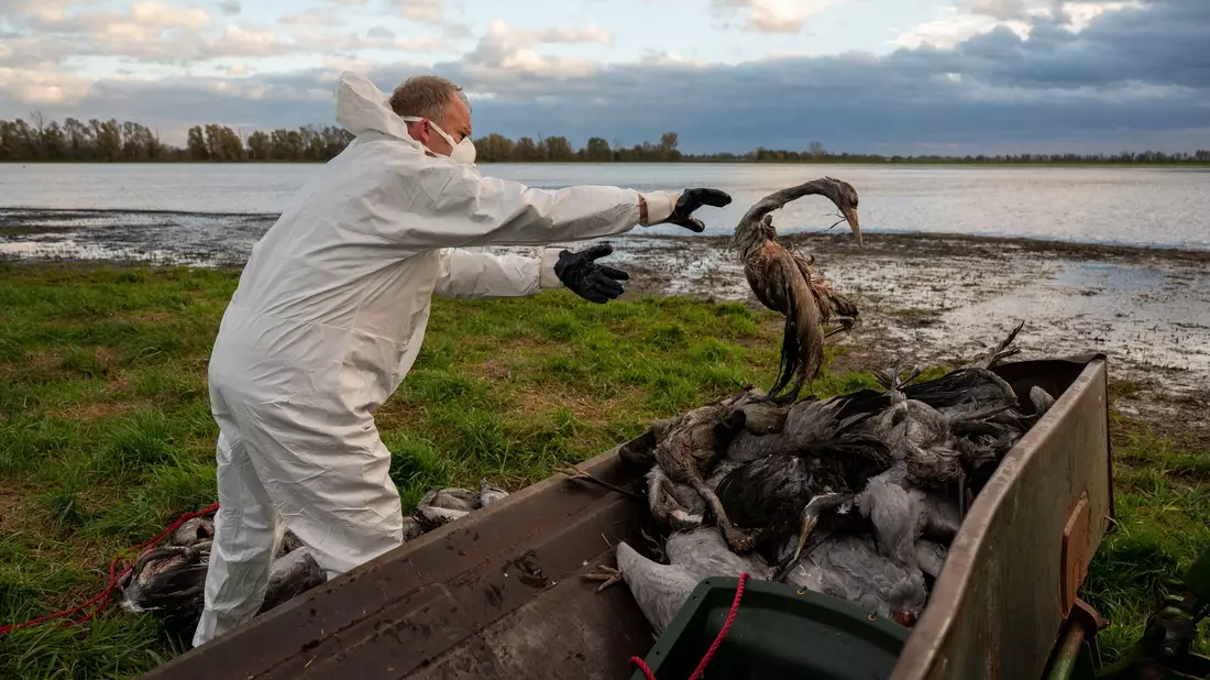 Die auch als Vogelgrippe bezeichnete Geflügelpest hat sich mittlerweile fast über ganz Deutschland ausgebreitet. (Archivbild) - Bild: Christophe Gateau/dpa