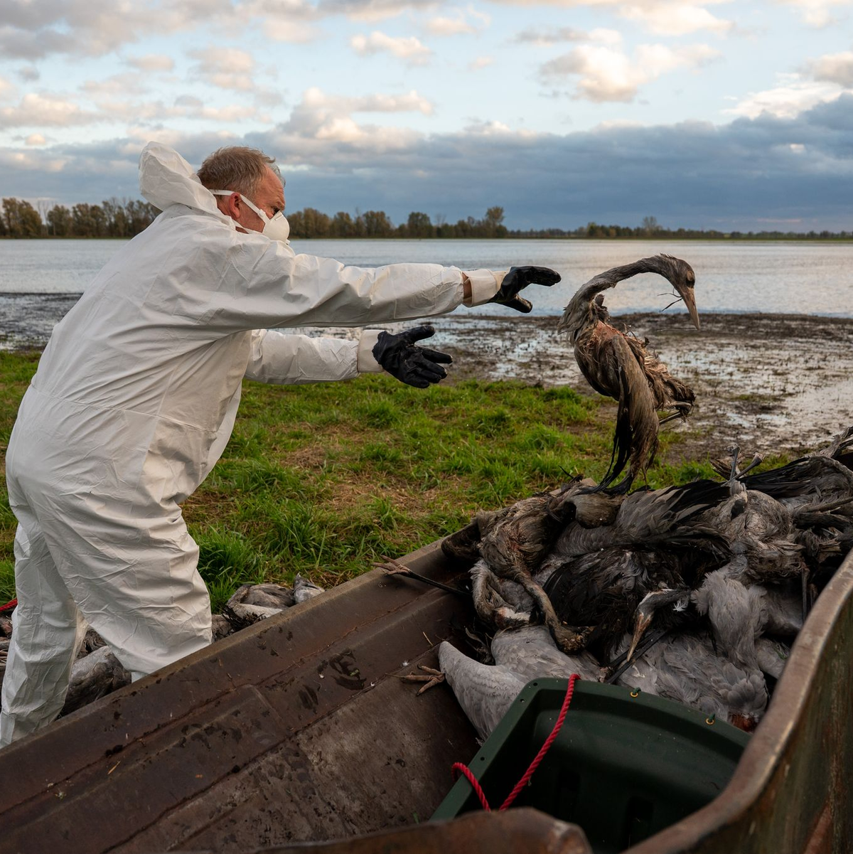 Die auch als Vogelgrippe bezeichnete Geflügelpest hat sich mittlerweile fast über ganz Deutschland ausgebreitet. (Archivbild) - Foto: Christophe Gateau/dpa