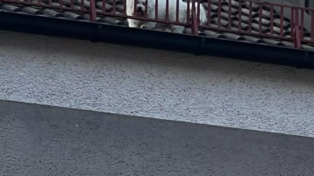 FW-M: Hund auf dem Dach (Milbertshofen) - Bild: presseportal.de