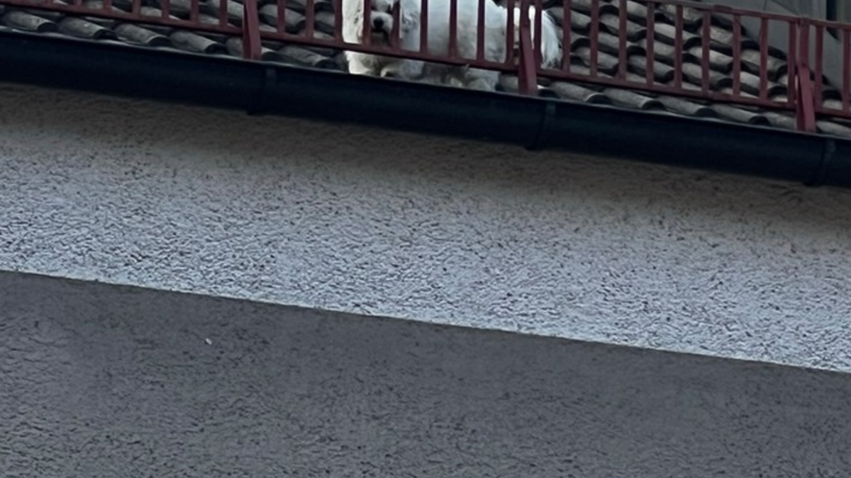 FW-M: Hund auf dem Dach (Milbertshofen) - Foto: presseportal.de