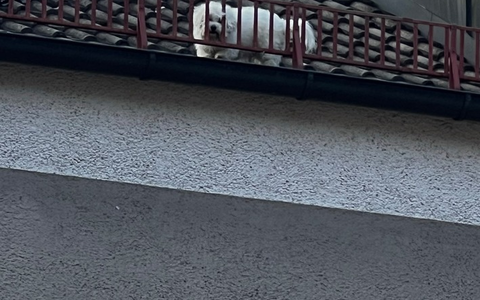 FW-M: Hund auf dem Dach (Milbertshofen) - Foto: presseportal.de