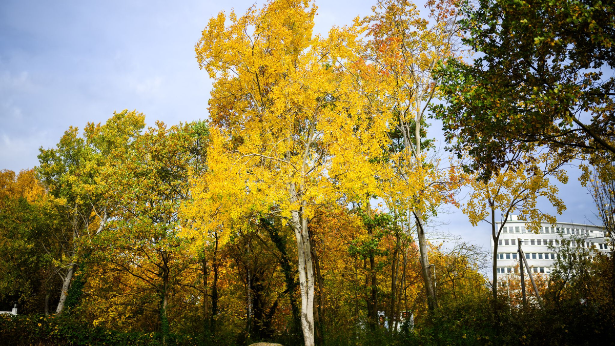 Eine Zitterpappel (Populus tremula) - auch Espe oder Aspe genannt - steht an einem Parkplatz. Die Zitterpappel ist Baum des Jahres 2026.  - Foto: Julian Stratenschulte/dpa
