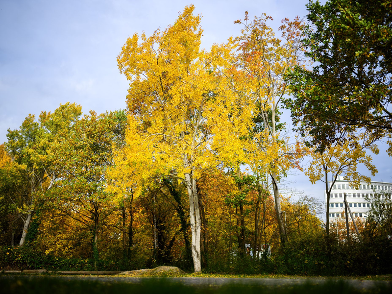 Eine Zitterpappel (Populus tremula) - auch Espe oder Aspe genannt - steht an einem Parkplatz. Die Zitterpappel ist Baum des Jahres 2026.  - Foto: Julian Stratenschulte/dpa