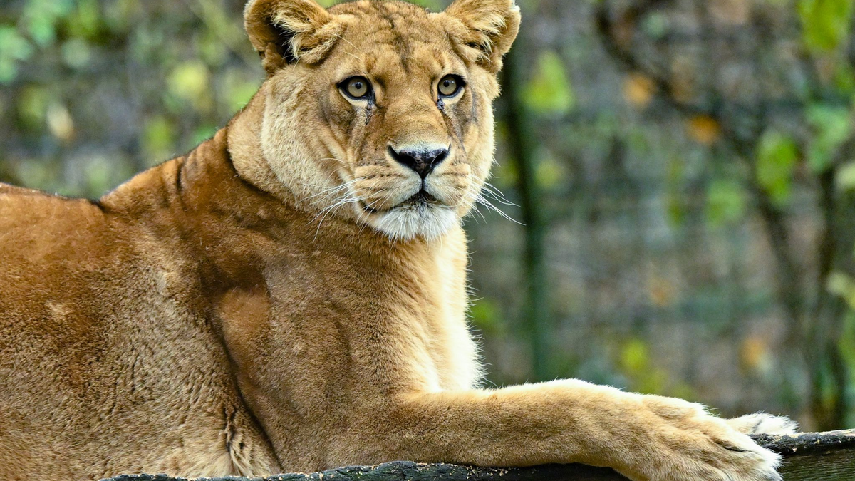 Gibt es für die fünf verbleibenden Löwen noch Hoffnung? (Archivbild) - Foto: Patrick Pleul/dpa