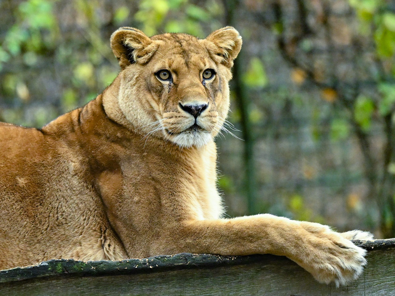 Gibt es für die fünf verbleibenden Löwen noch Hoffnung? (Archivbild) - Foto: Patrick Pleul/dpa