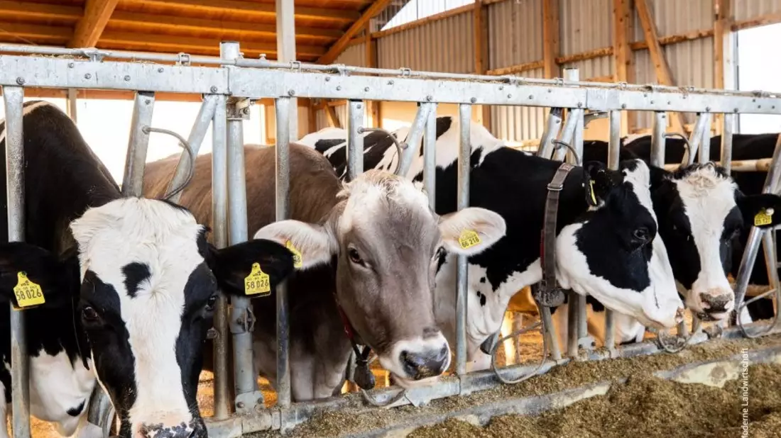 Tierwohl bleibt zentral: Mehrheit der Deutschen achtet auf Haltung und Herkunft - Bild: presseportal.de