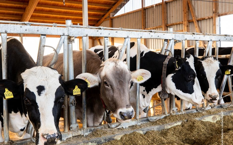 Tierwohl bleibt zentral: Mehrheit der Deutschen achtet auf Haltung und Herkunft - Foto: presseportal.de