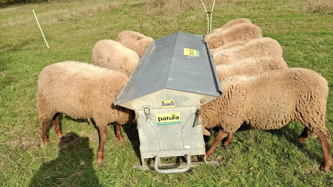 POL-PILEK: Schafe von Weide gestohlen - Bild: presseportal.de