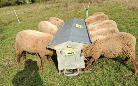 POL-PILEK: Schafe von Weide gestohlen - Foto: presseportal.de