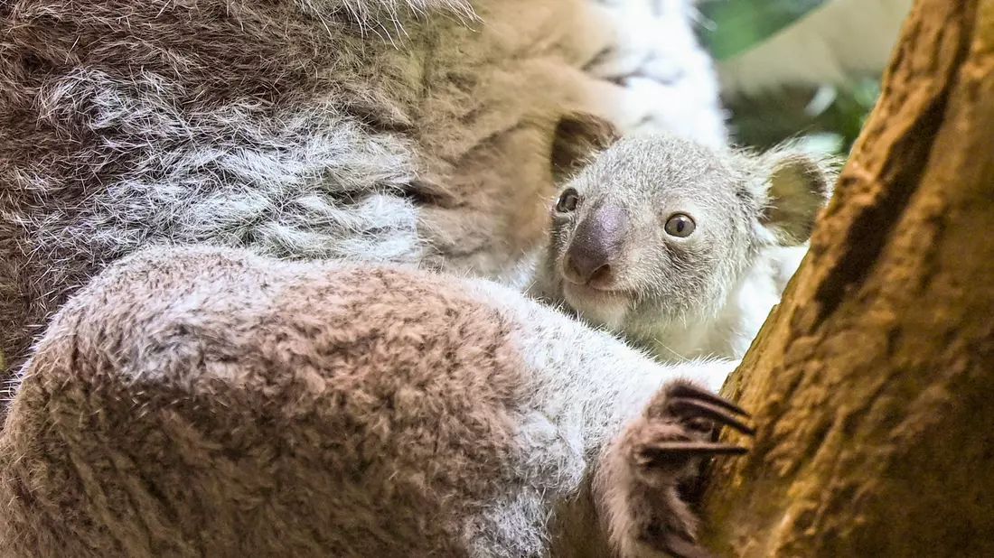 Ein kleines Koala-Jungtier wächst im Zoo Leipzig heran.  - Bild: Jennifer Brückner/dpa