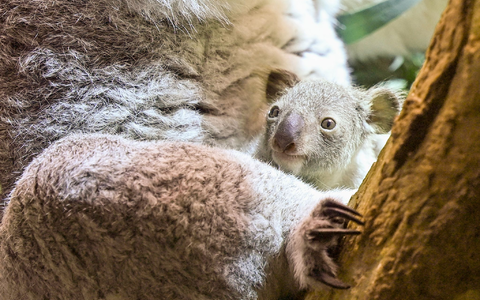 Ein kleines Koala-Jungtier wächst im Zoo Leipzig heran.  - Foto: Jennifer Brückner/dpa