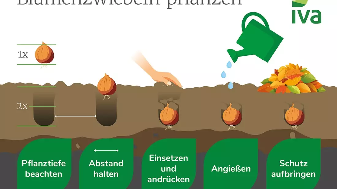 Blumenzwiebeln richtig pflanzen: Jetzt die Blütenpracht von morgen vorbereiten - Bild: presseportal.de