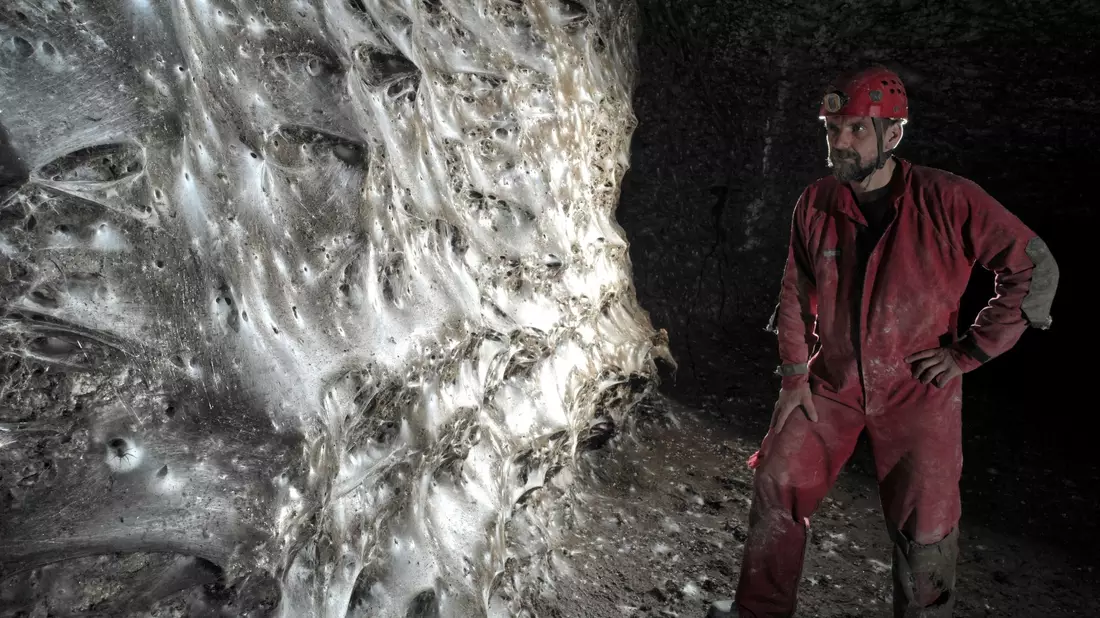 Eine Hauswinkelspinne in ihrem Trichternetz - Bild: Marek Audy/Urak et al. 2025, Subterranean Biology, CC BY 4.0/dpa