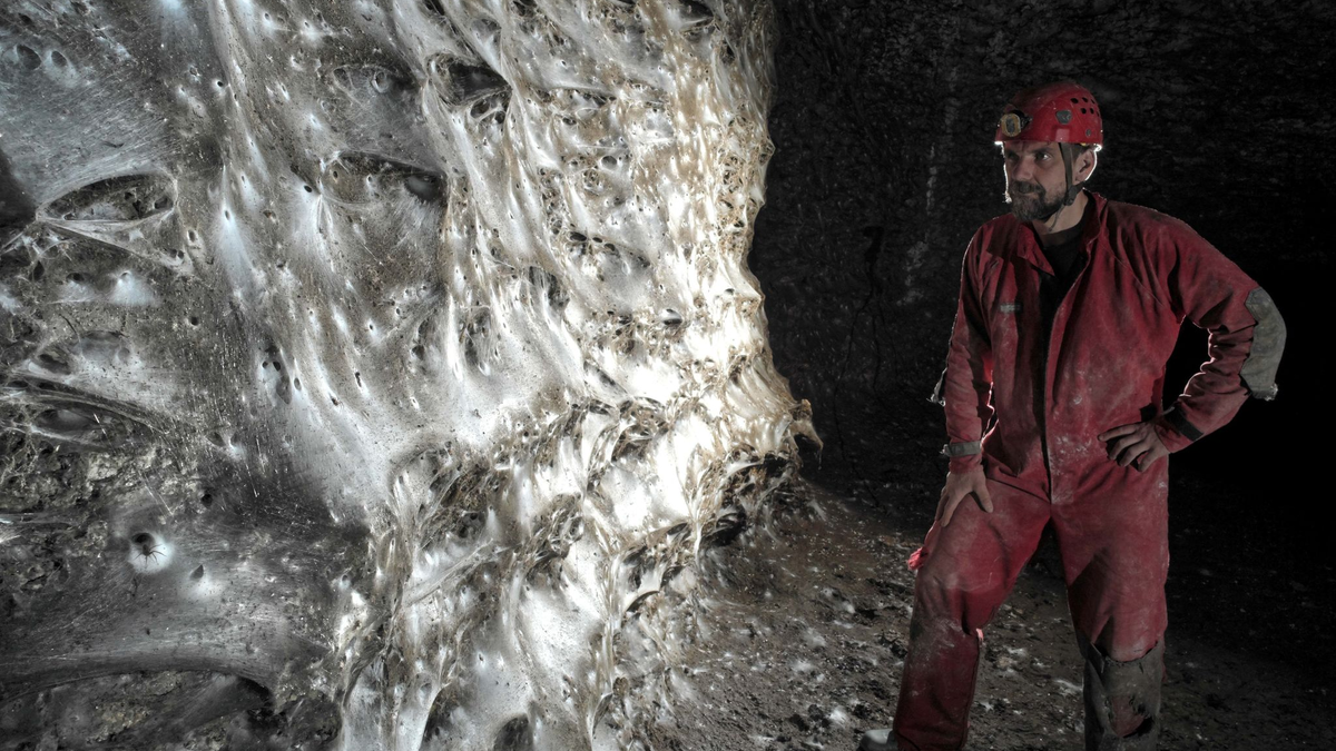 Eine Hauswinkelspinne in ihrem Trichternetz - Foto: Marek Audy/Urak et al. 2025, Subterranean Biology, CC BY 4.0/dpa