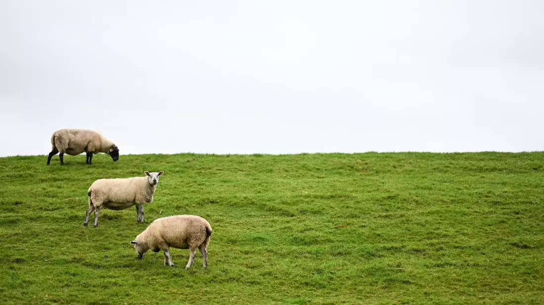 Auf Deichen sind Regelungen zum Schutz der Weidetiere schwieriger - und deshalb sollen dort Wolfs-Abschüsse leichter möglich werden. - Bild: Lars Penning/dpa