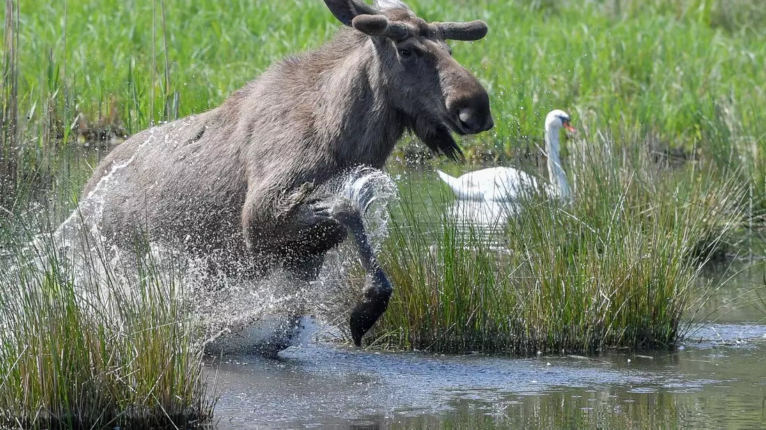 Experten glauben, dass sich die Tiere künftig wieder dauerhaft in Deutschland ansiedeln könnten. (Symbolbild) - Bild: Patrick Pleul/dpa-Zentralbild/dpa