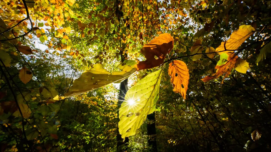 Im Laufe der Woche sind mancherorts Temperaturen bis 20 Grad möglich - Bild: Julian Stratenschulte/dpa