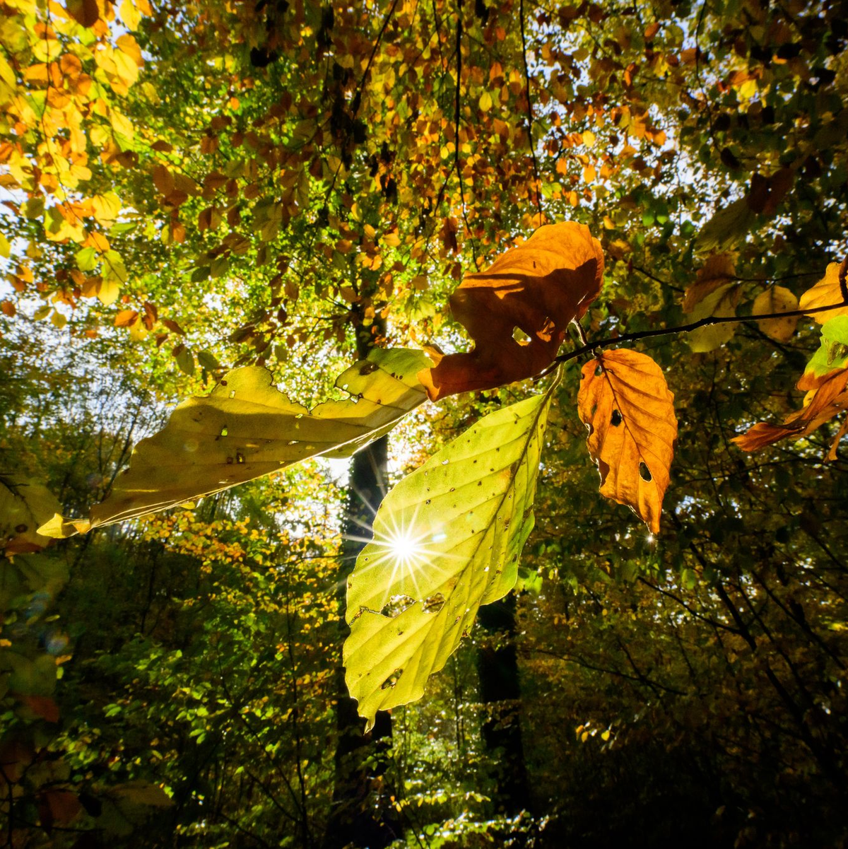 Im Laufe der Woche sind mancherorts Temperaturen bis 20 Grad möglich - Foto: Julian Stratenschulte/dpa