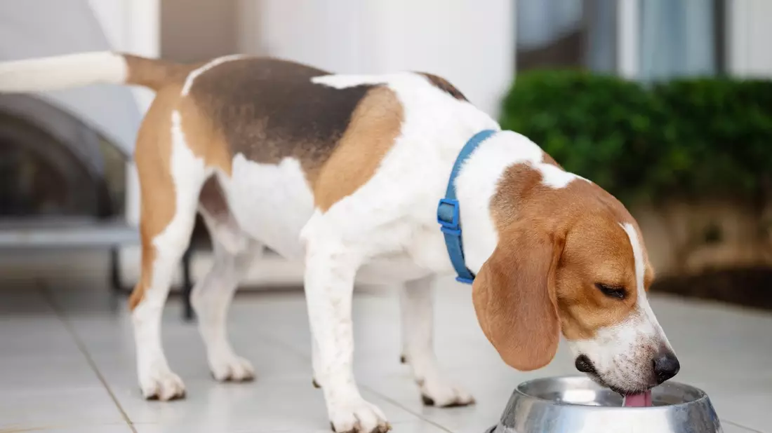Wenn der Hund plötzlich ständig Durst hat: Diabetes erkennen und behandeln - Bild: presseportal.de