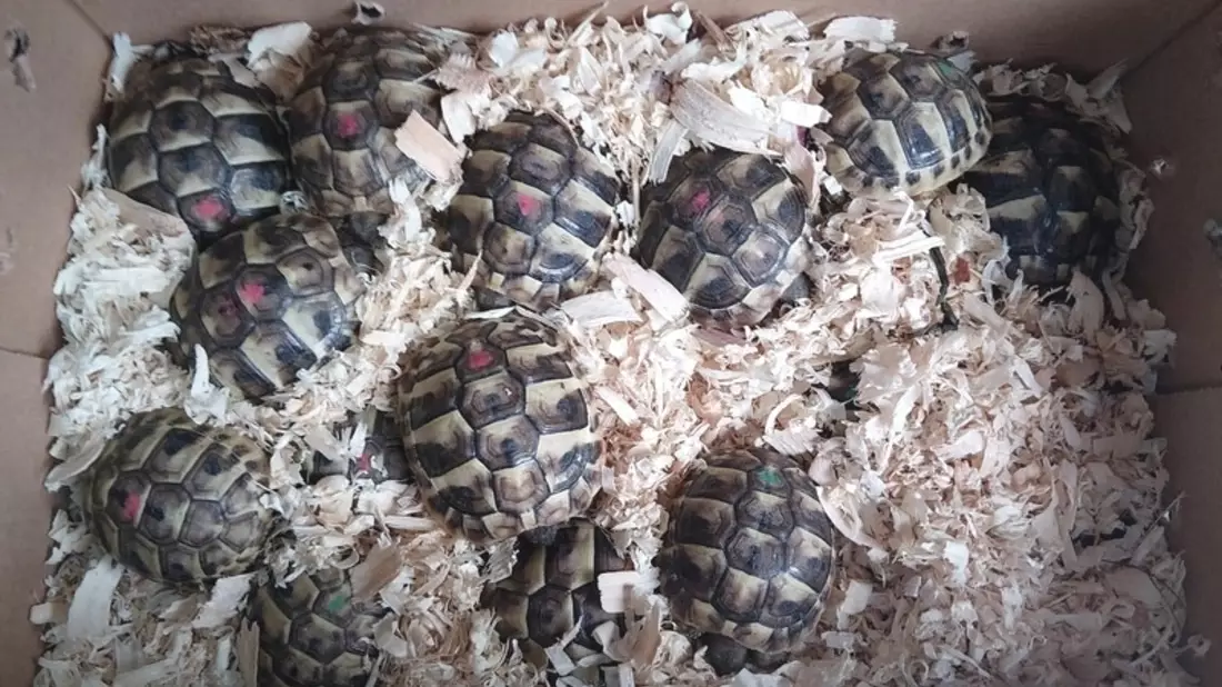 Bundespolizeidirektion München: Schildkröten gerettet / Bundespolizei unterbindet mutmaßlich illegalen Tiertransport - Bild: presseportal.de