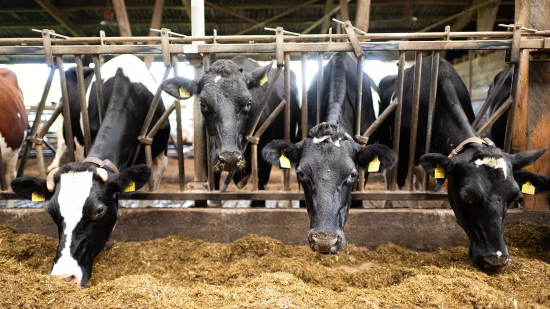 Schon im vergangenen Jahr waren nach Bauernprotesten in der EU Erleichterungen für Landwirte beschlossen worden. (Archivfoto) - Bild: Sina Schuldt/dpa