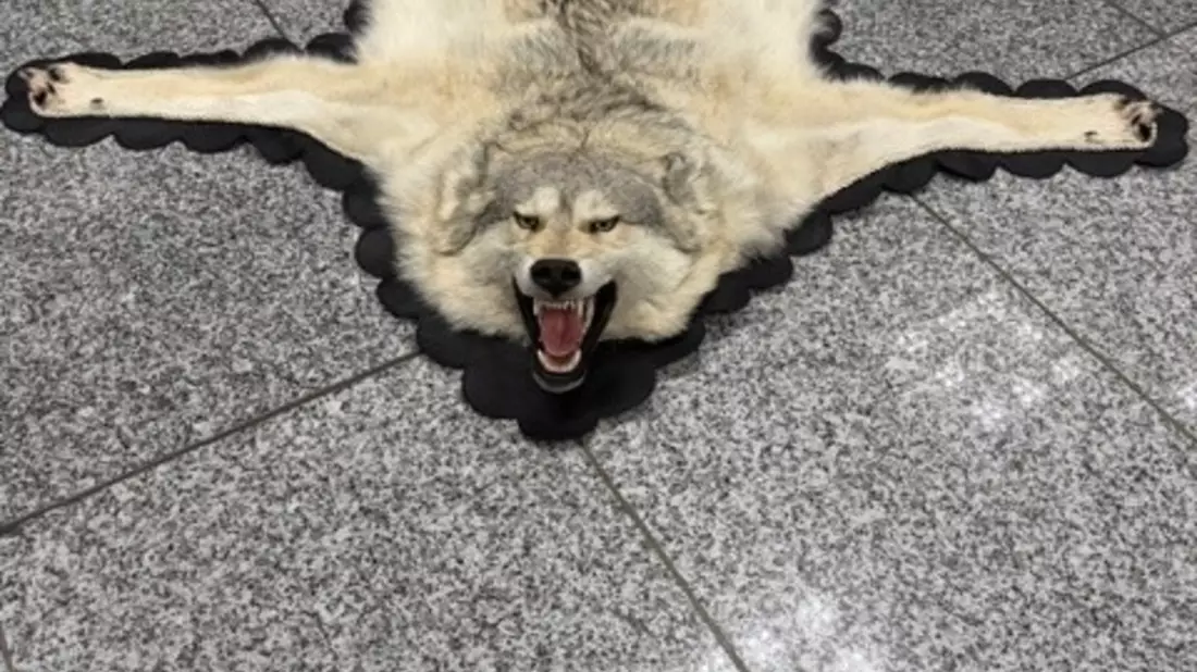 HZA-F: Zoll am Frankfurter Flughafen stellt Wolfsfell im Reiseverkehr sicher - Bild: presseportal.de