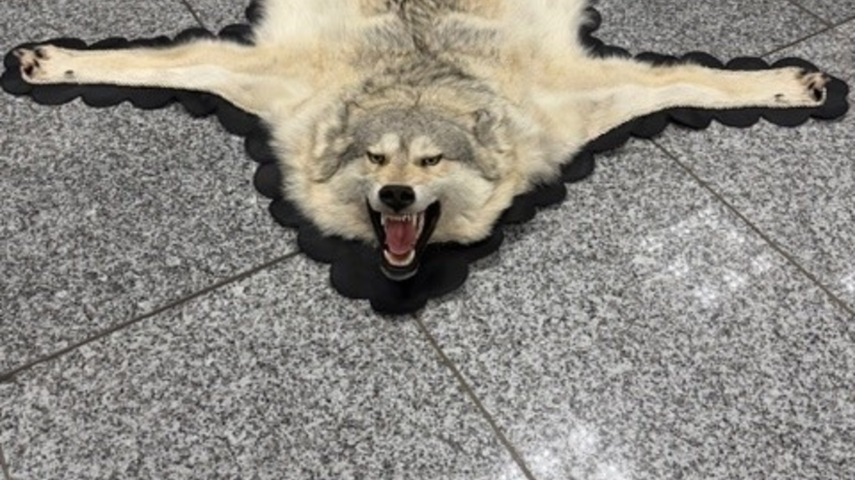 HZA-F: Zoll am Frankfurter Flughafen stellt Wolfsfell im Reiseverkehr sicher - Foto: presseportal.de