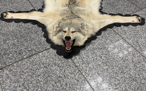 Der Zoll am Frankfurter Flughafen entdeckte ein Wolfsfell im Gepäck eines Reisenden. (Handout) - Foto: -/Zoll/dpa